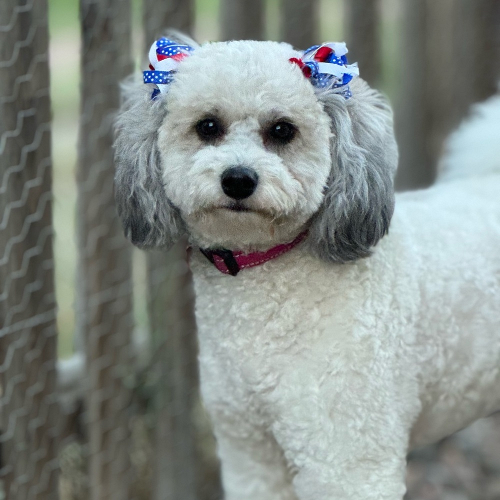 Dog-Friendly Home